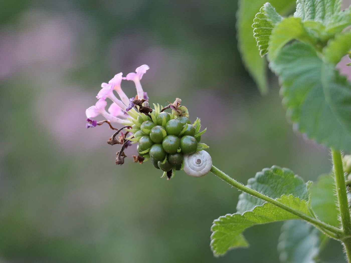 Изображение особи Lantana camara.