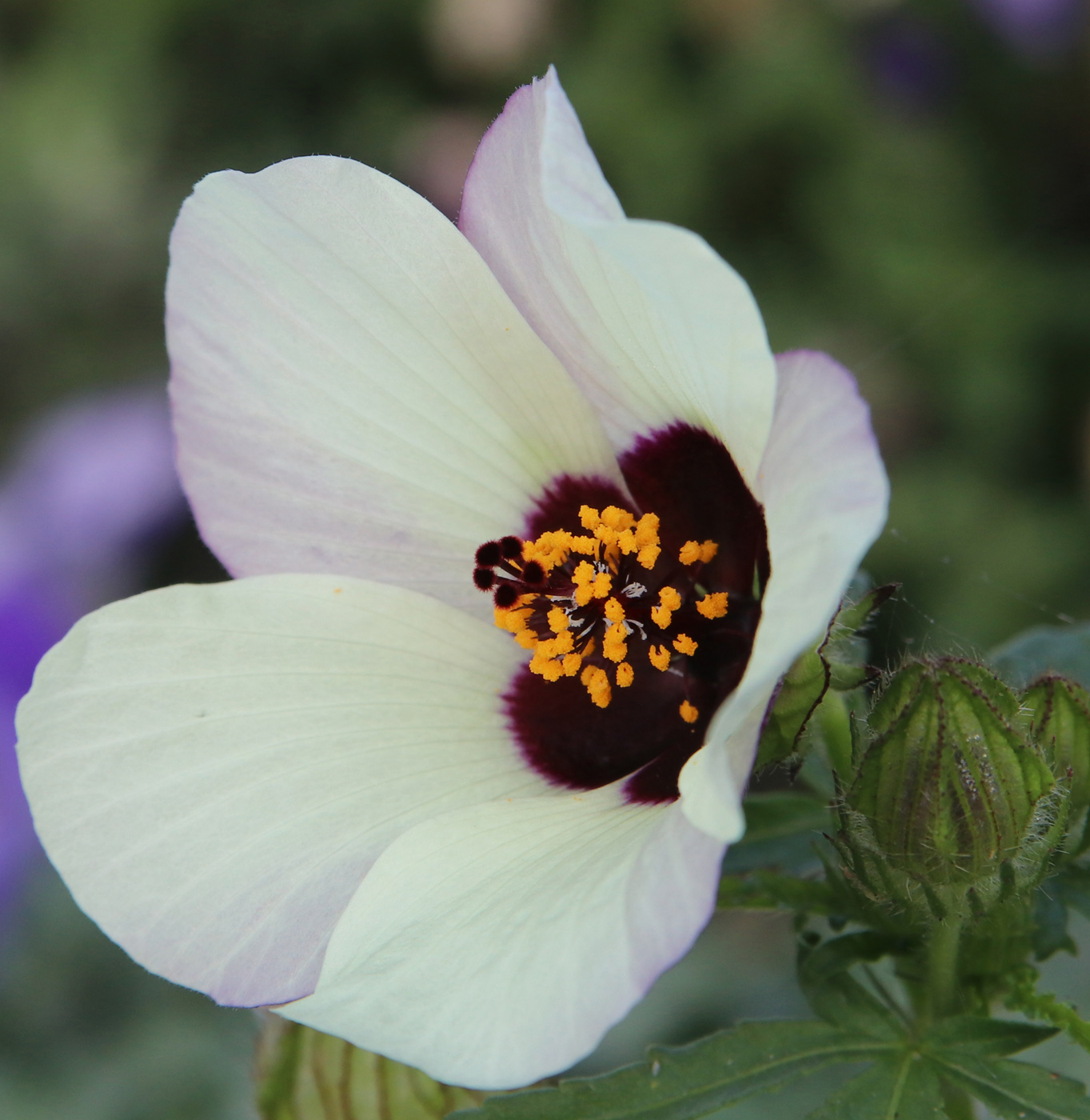 Image of Hibiscus trionum specimen.