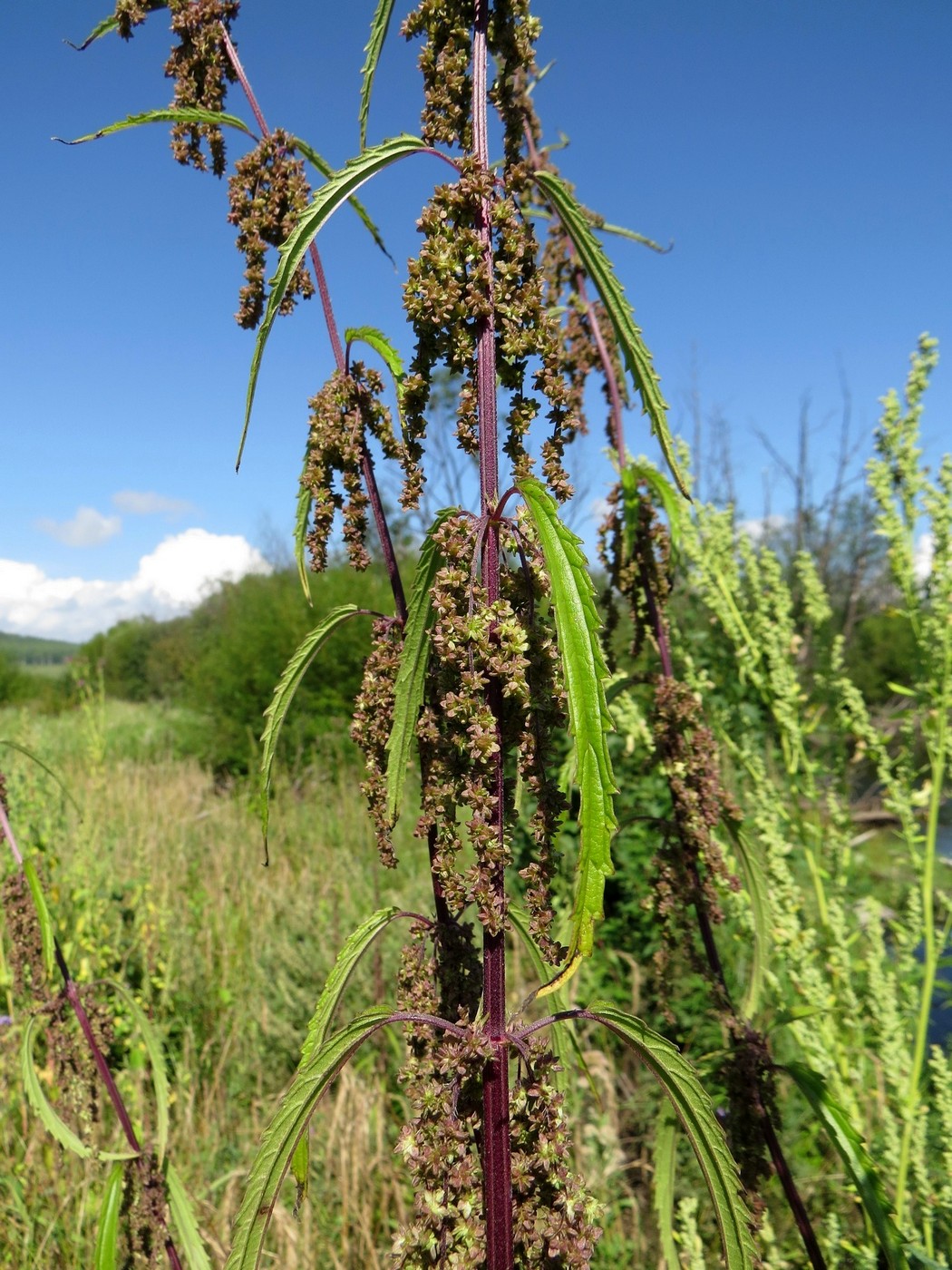 Image of Urtica angustifolia specimen.