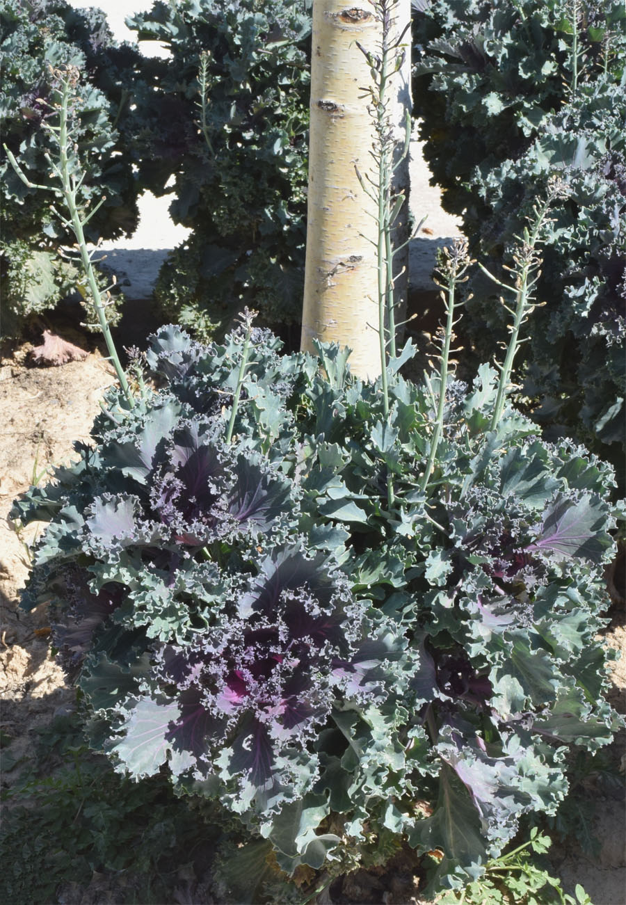 Изображение особи Brassica oleracea var. viridis.