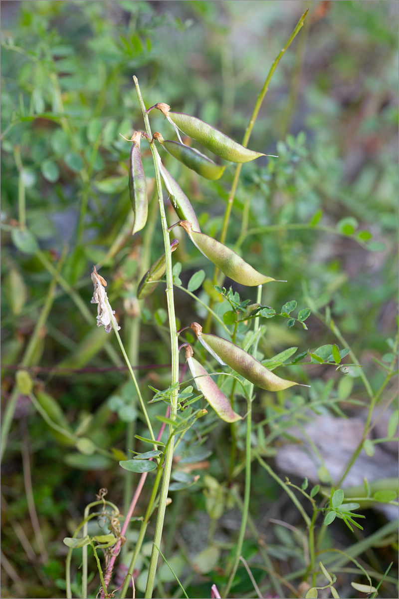 Image of Vicia sylvatica specimen.