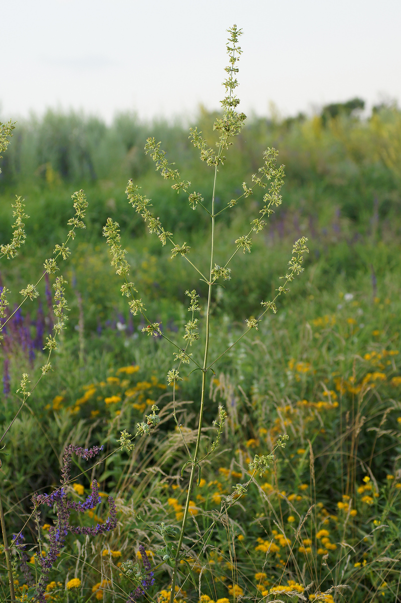 Image of genus Silene specimen.