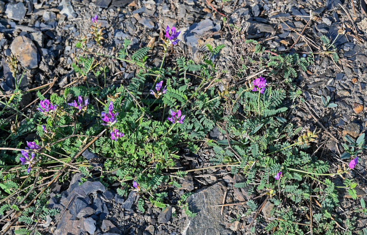 Image of genus Oxytropis specimen.