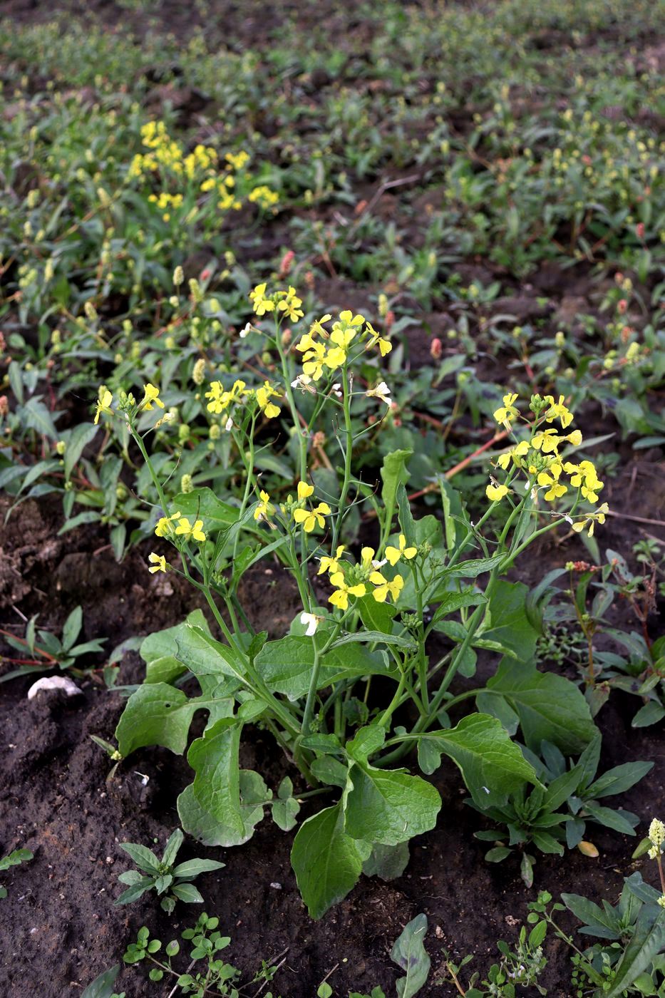 Изображение особи Raphanus raphanistrum.