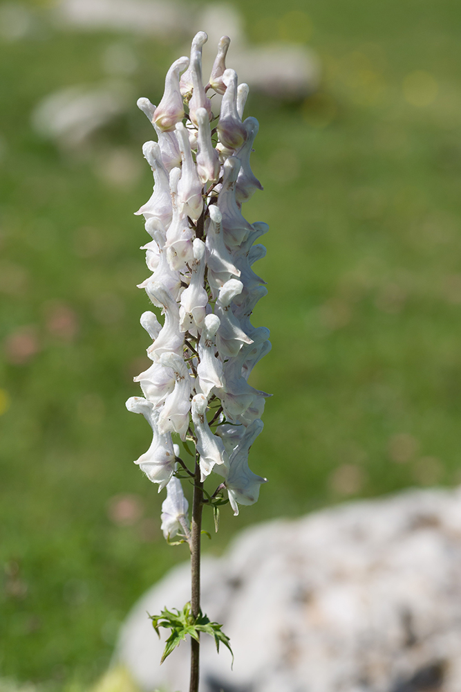 Изображение особи Aconitum orientale.