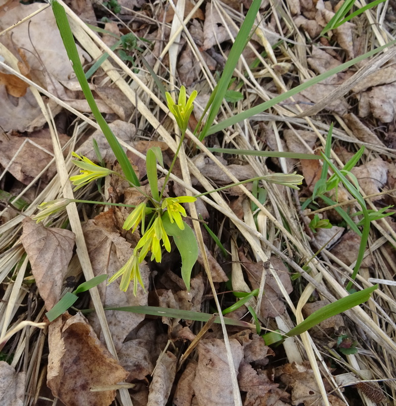 Image of Gagea lutea specimen.