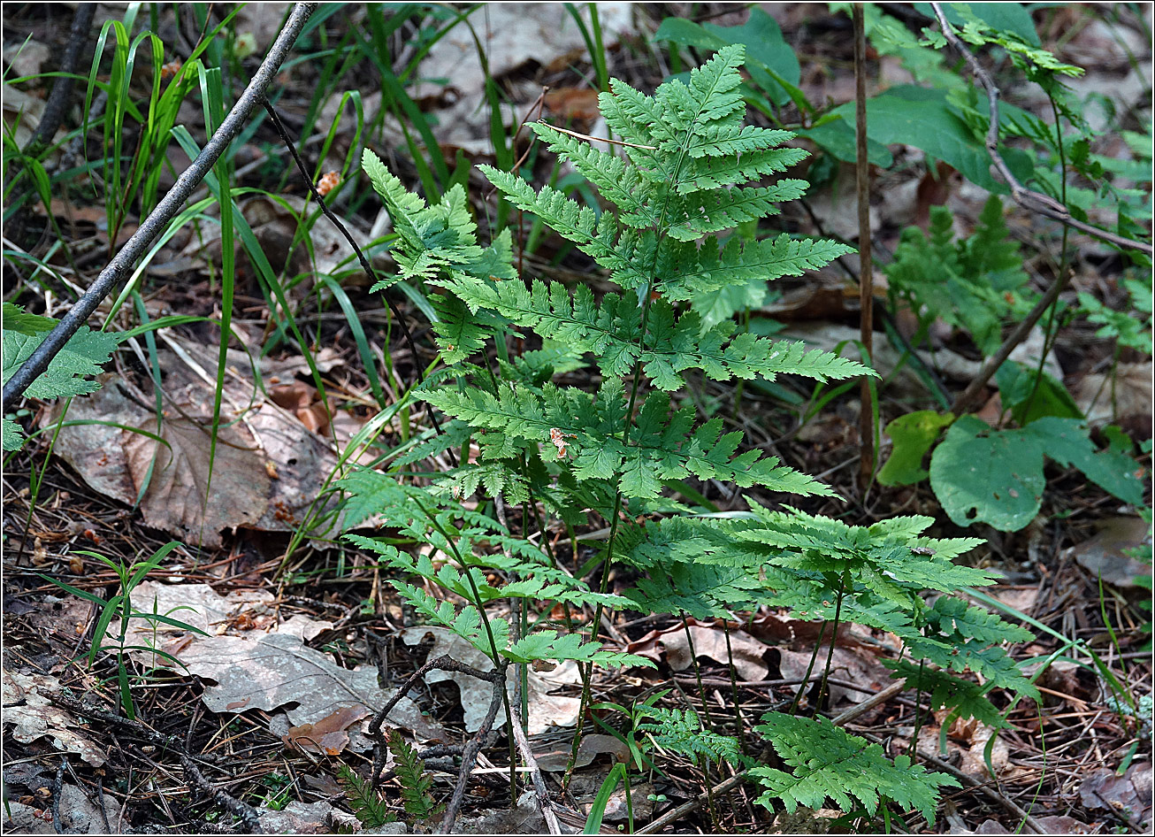 Изображение особи Dryopteris carthusiana.