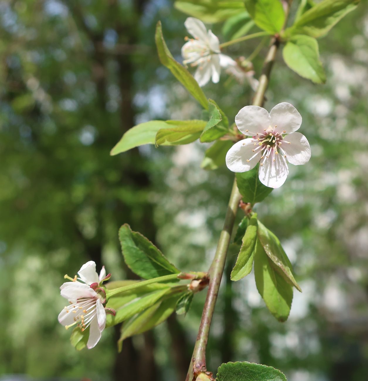 Image of genus Prunus specimen.