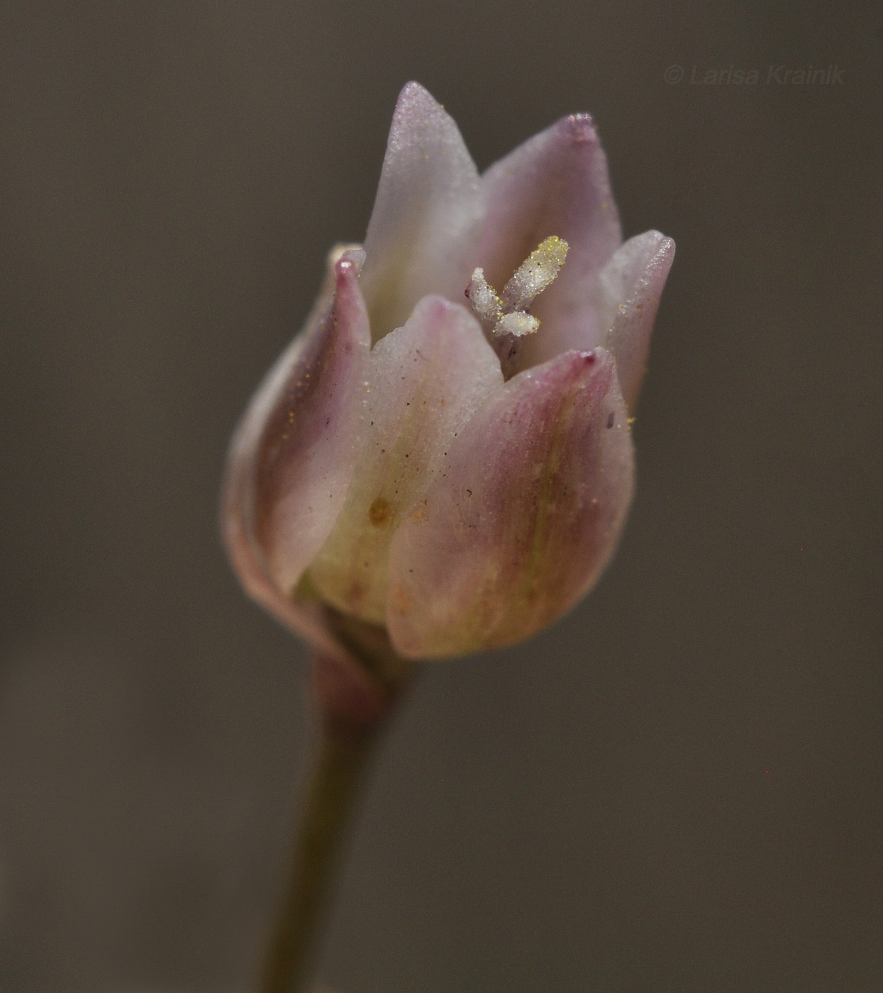 Изображение особи Allium monanthum.