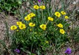 Ranunculus songaricus. Цветущие растения с отдыхающей на цветке мухой. Киргизия, Ошская обл., Памир, Заалайский хр., гребень пика Петровского, ≈ 4000 м н.у.м., сухой склон. 05.07.2022.