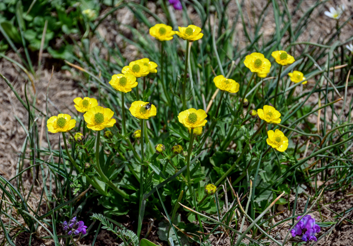 Изображение особи Ranunculus songaricus.