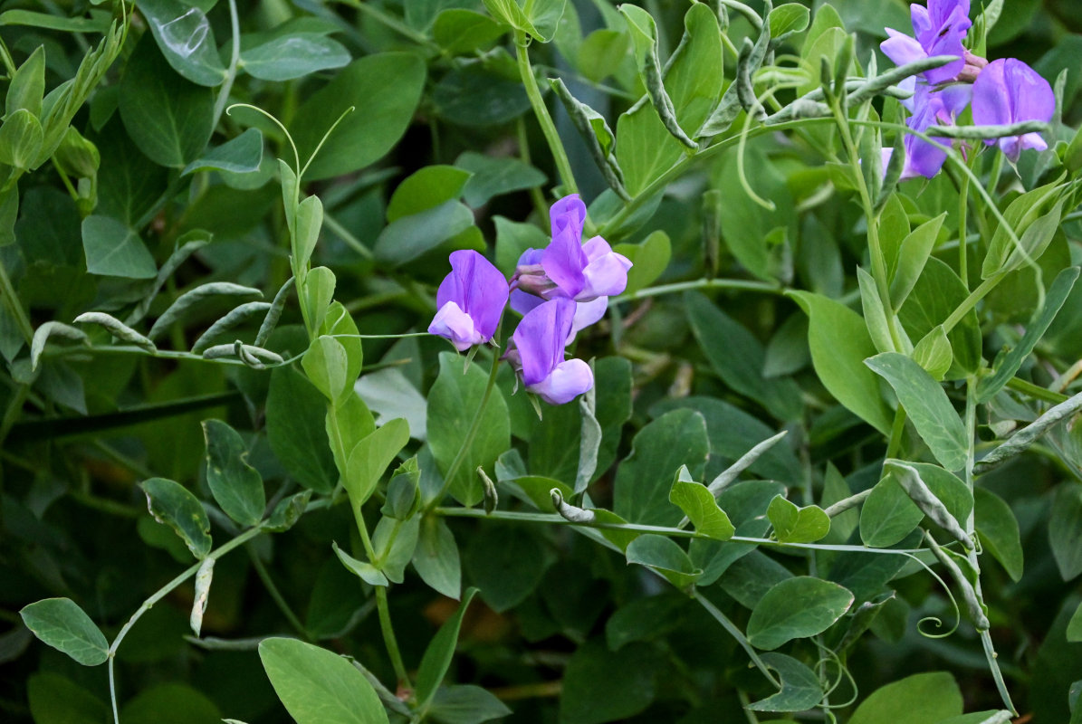 Изображение особи Lathyrus japonicus.