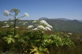 род Heracleum. Цветущие растения. Чечня, Шаройский р-н, юго-восточный склон горы Чархунышкорт, выс. 2420 м н.у.м, обочина старой дороги. 7 августа 2023 г.