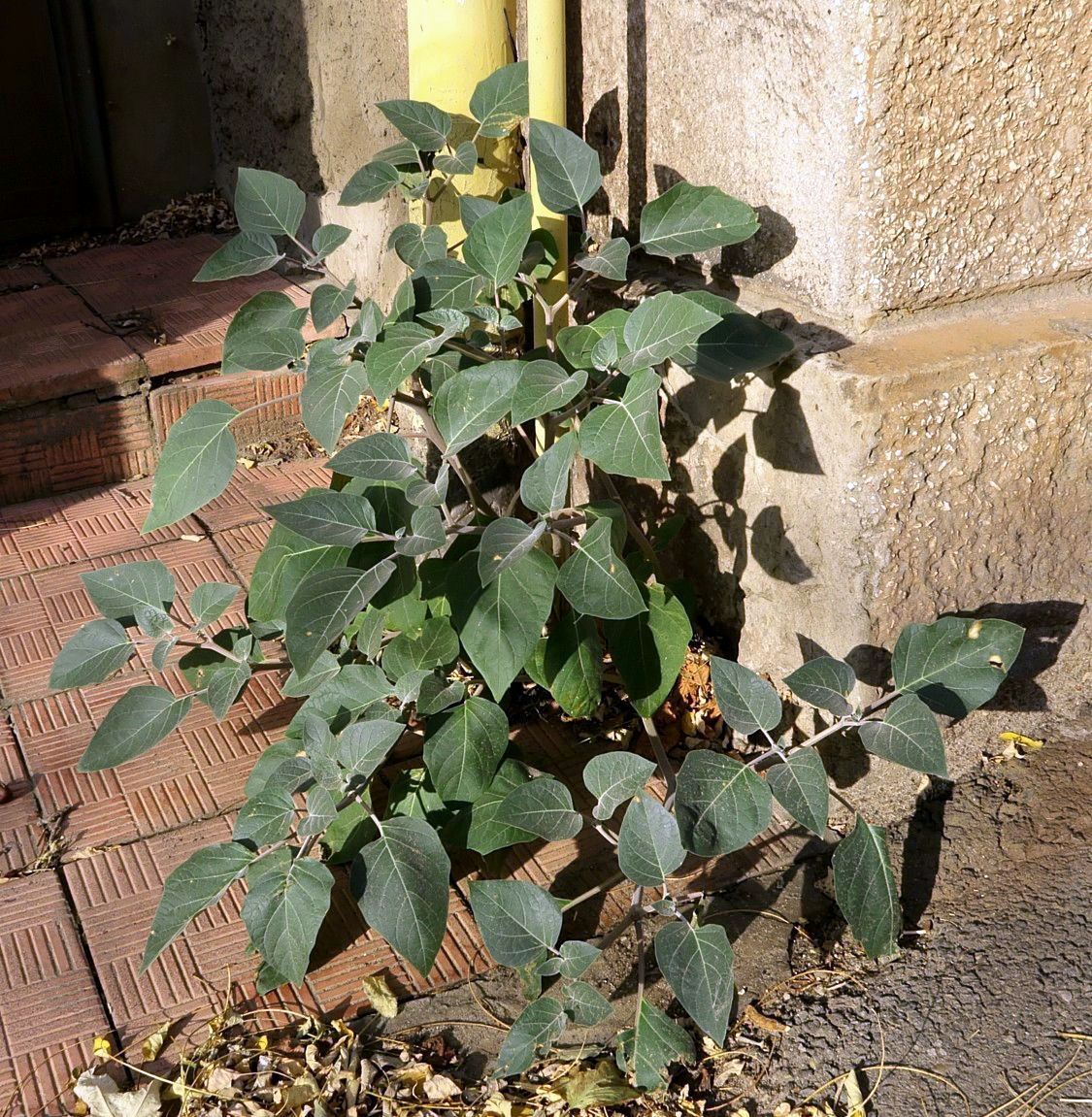 Image of Datura innoxia specimen.