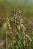 Polygala comosa. Верхушки побегов с соплодиями. Беларусь, Витебская обл., южн. окр. пос. Езерище, выкашиваемый суходольный луг. 19.06.2023.