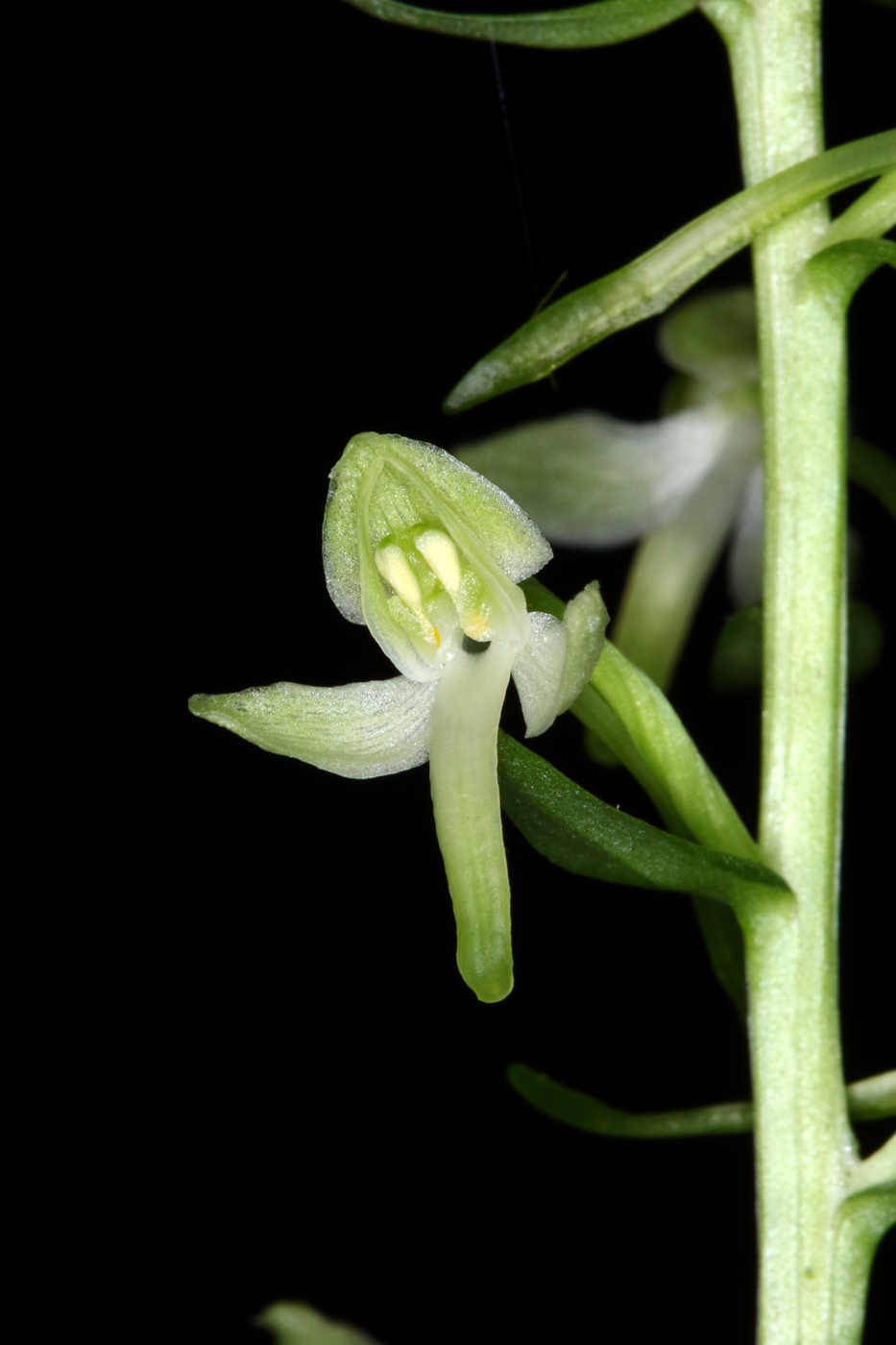 Изображение особи Platanthera &times; hybrida.