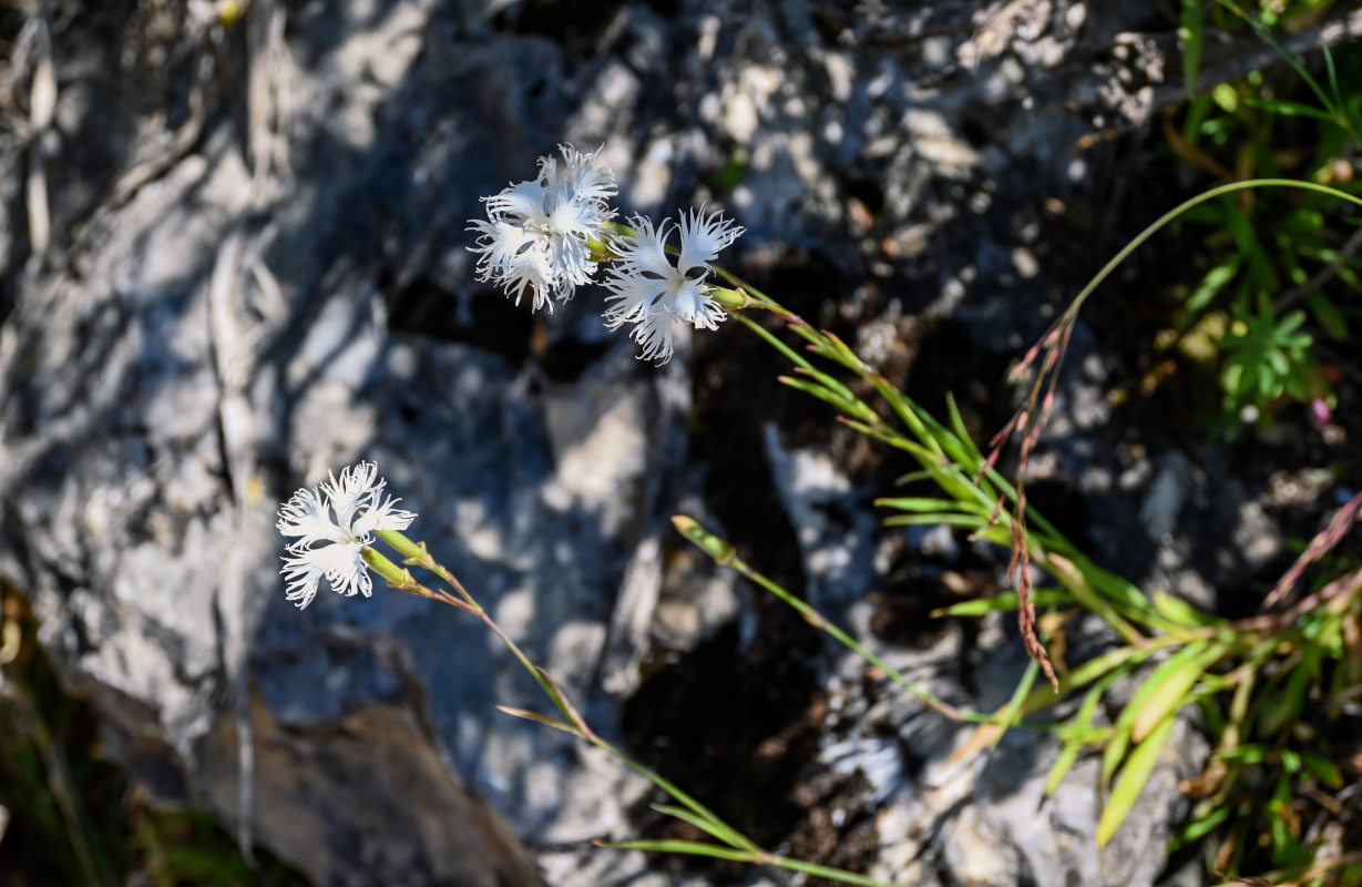 Изображение особи Dianthus hoeltzeri.