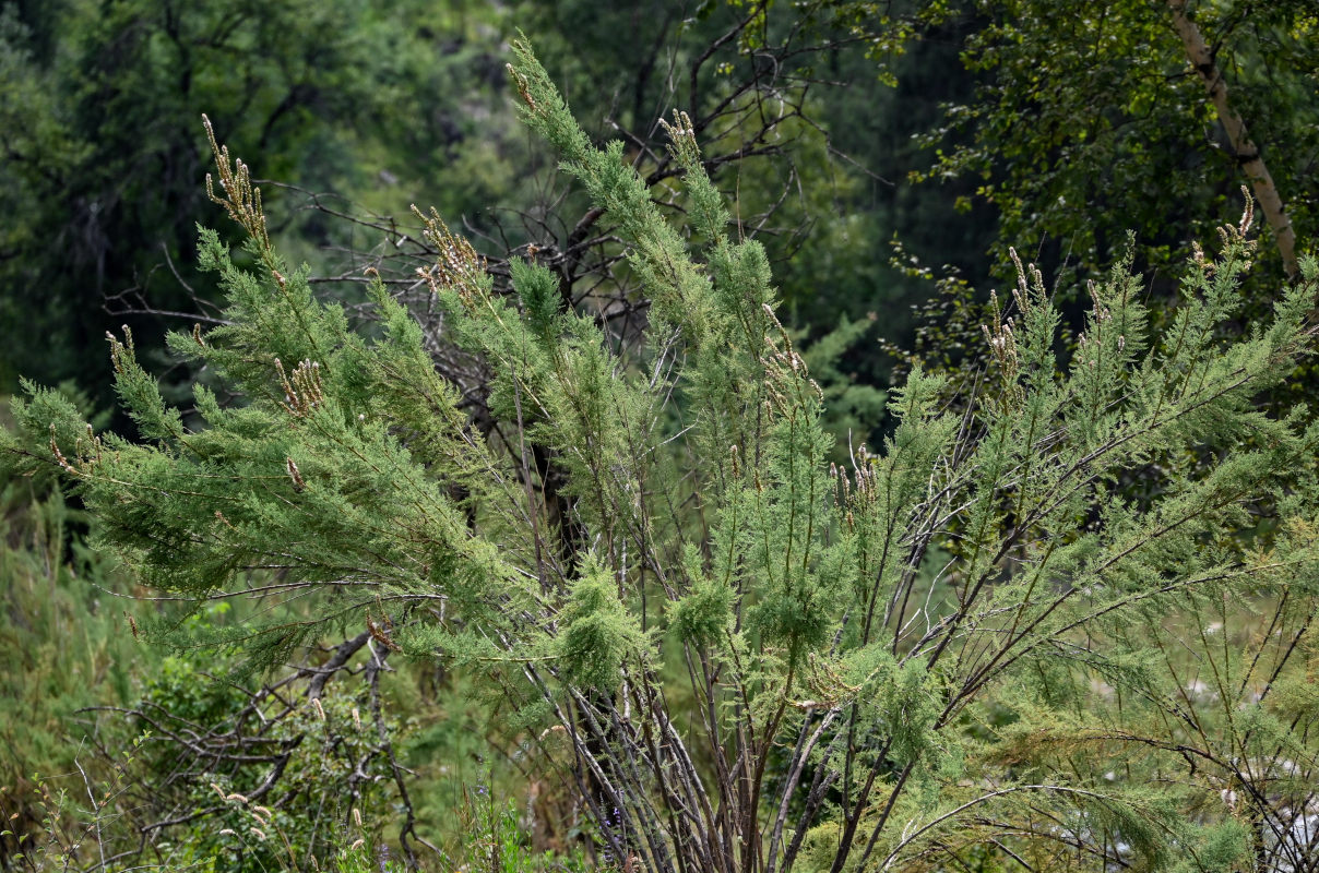 Image of genus Myricaria specimen.