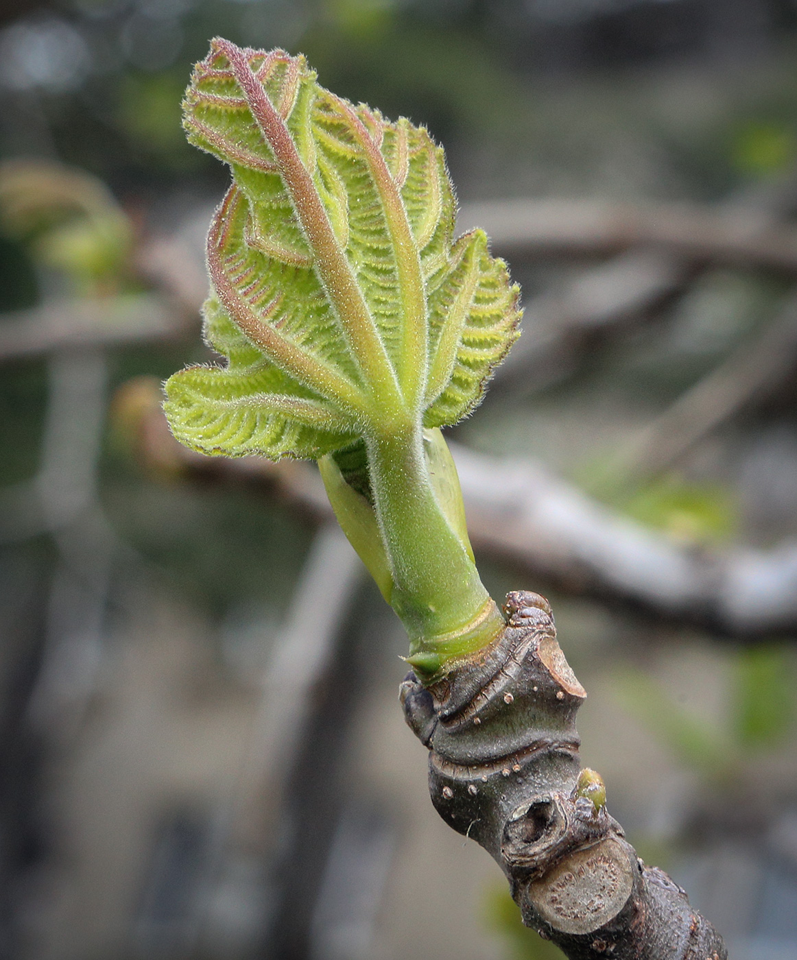 Image of Ficus carica specimen.