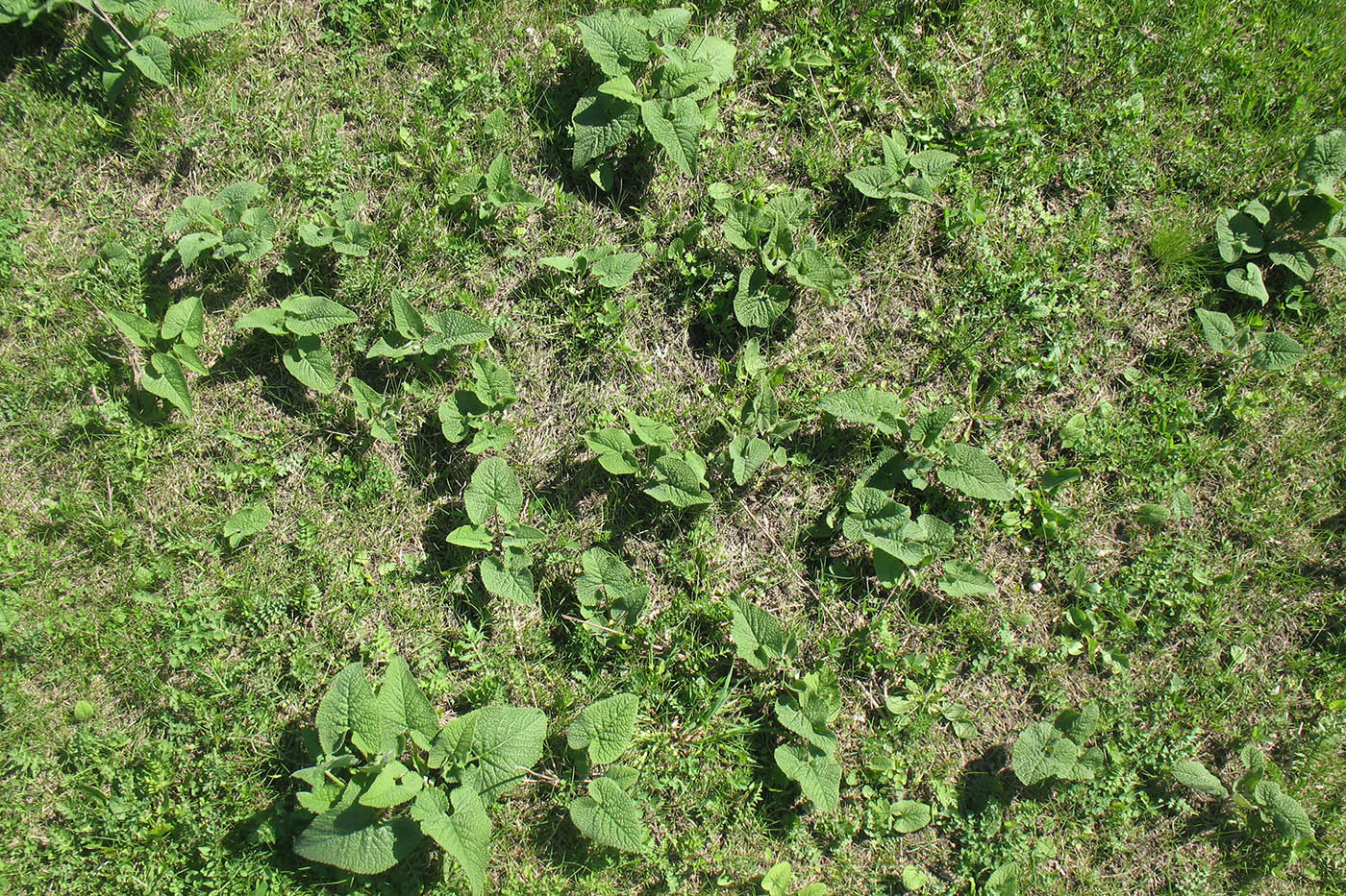 Image of Phlomoides tuberosa specimen.