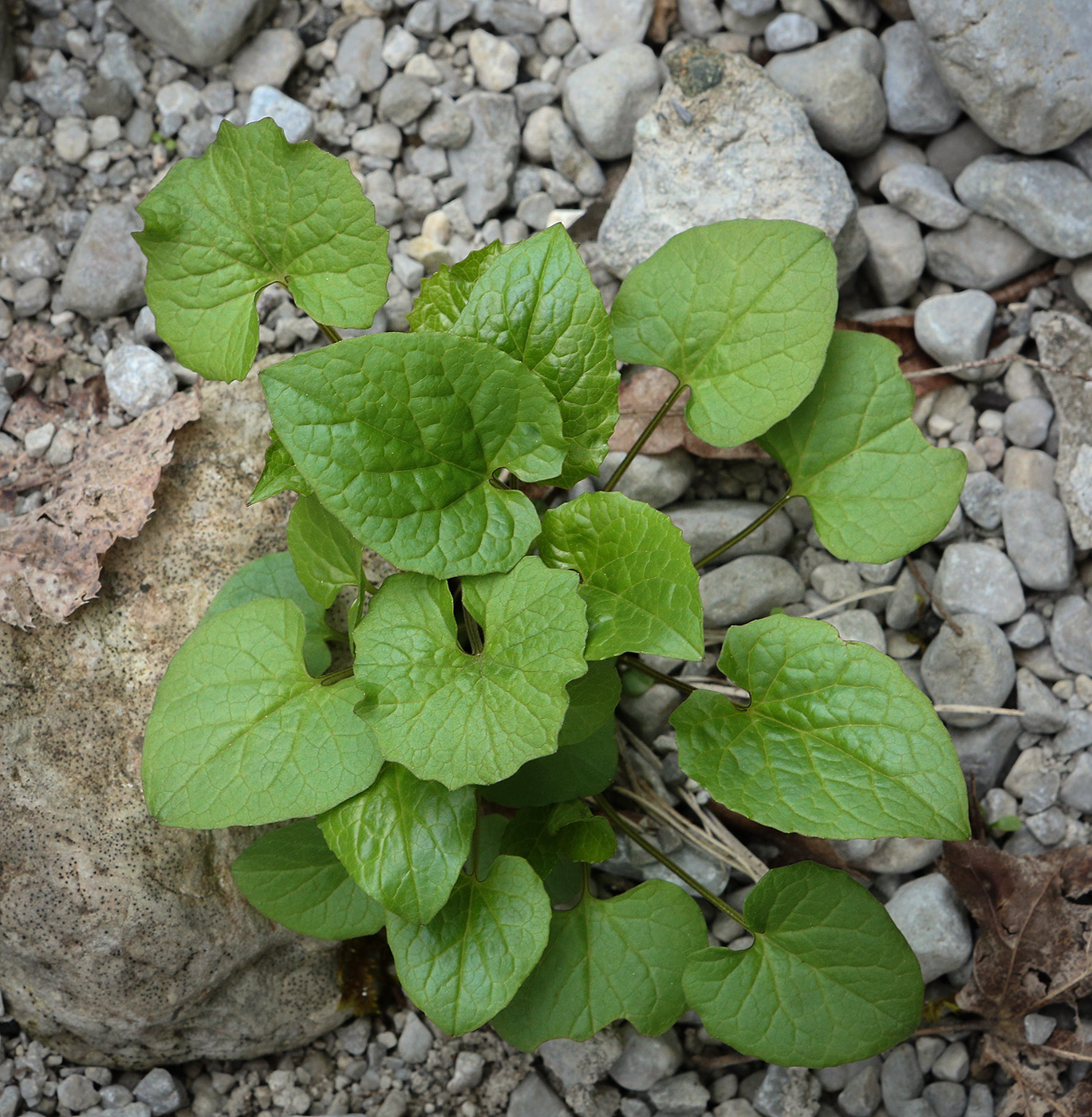 Image of Valeriana alliariifolia specimen.