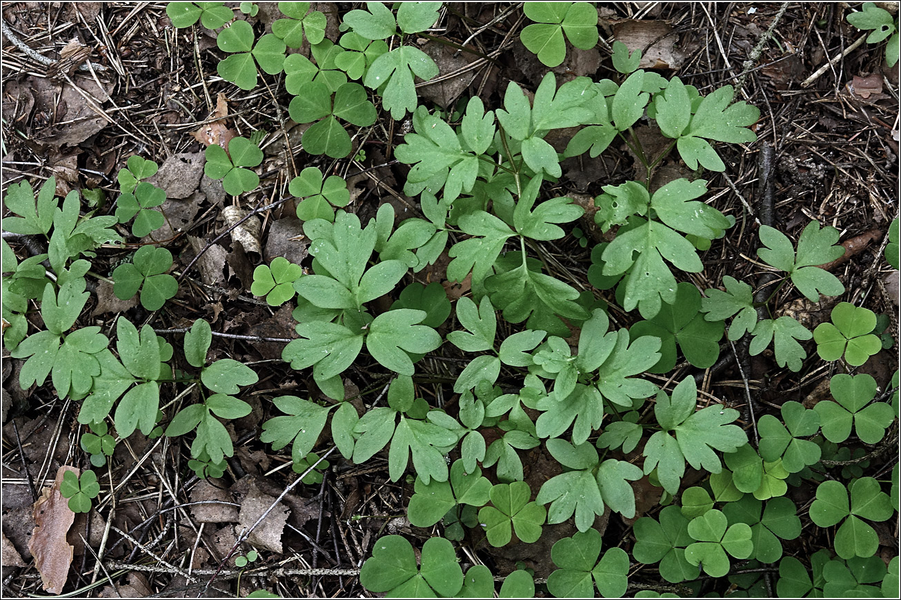 Image of Adoxa moschatellina specimen.