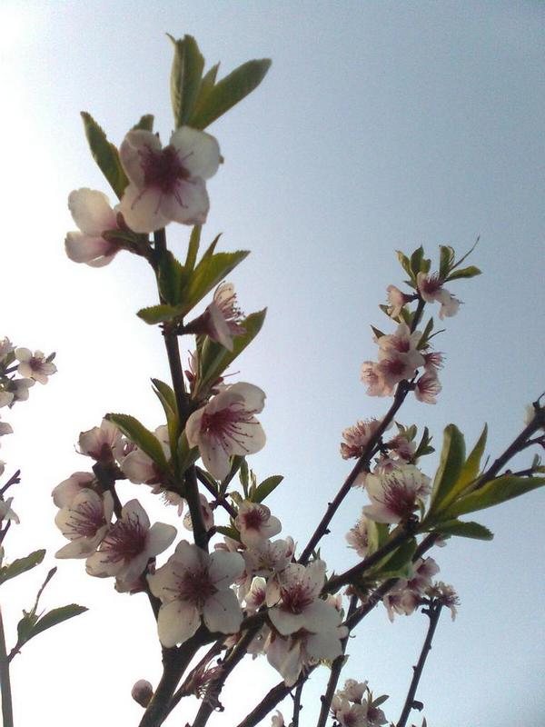 Изображение особи Persica vulgaris.