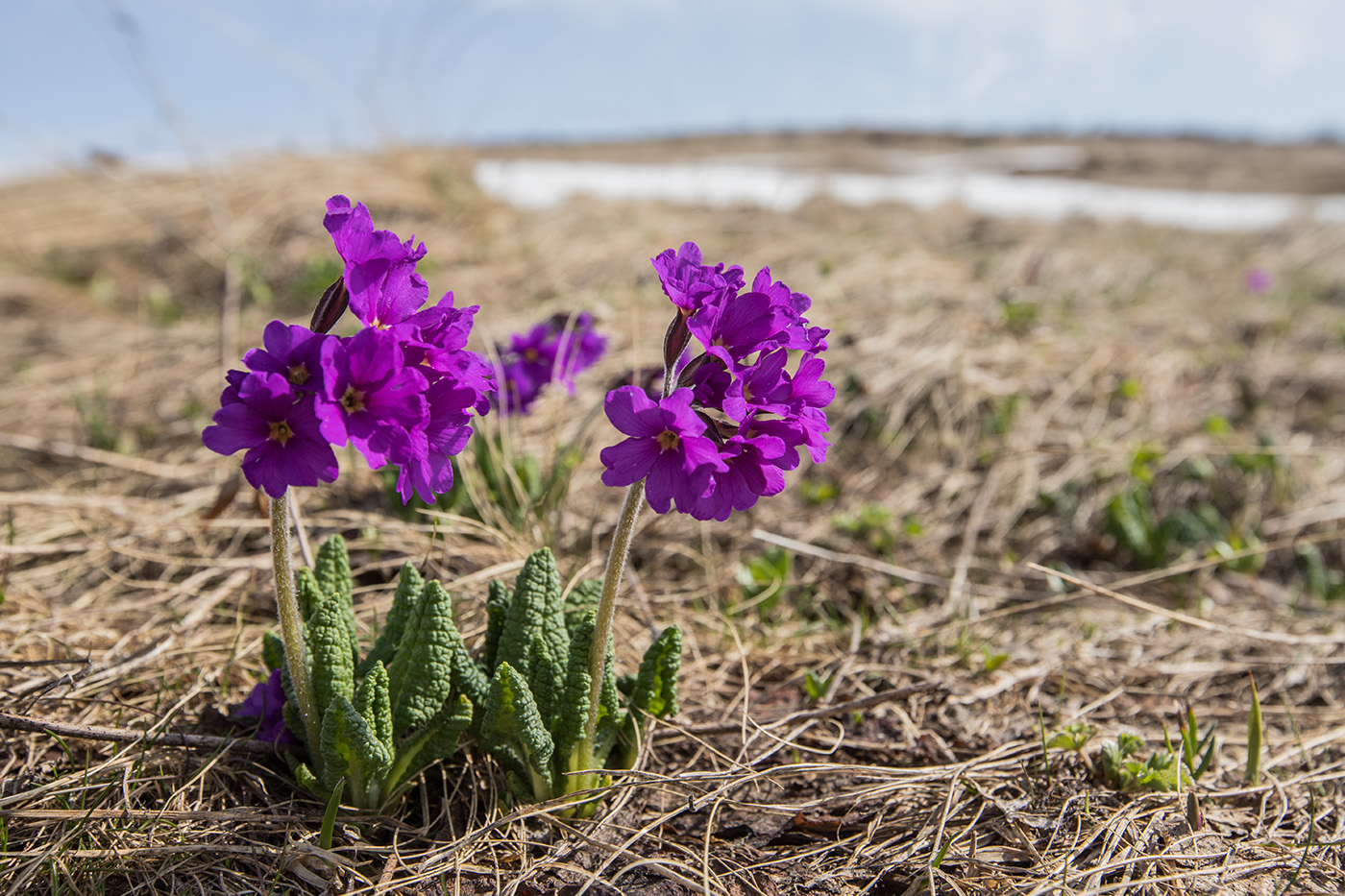 Image of Primula amoena specimen.