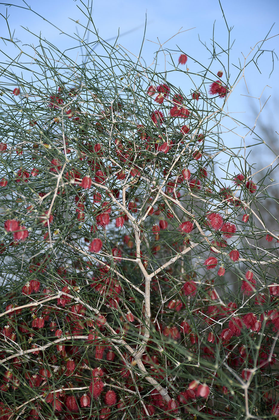 Image of Calligonum setosum specimen.