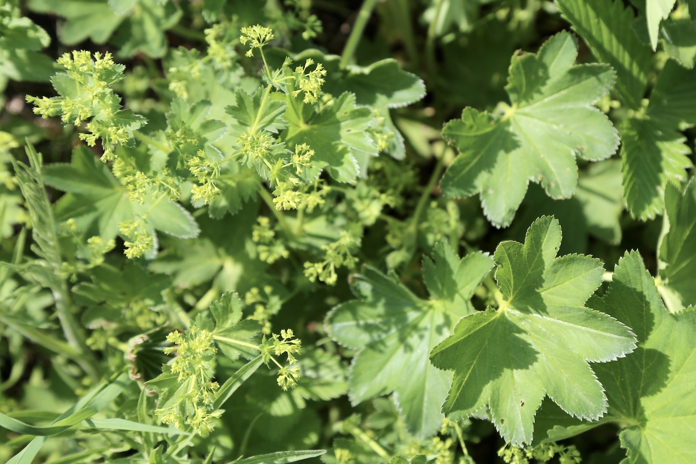 Изображение особи Alchemilla micans.