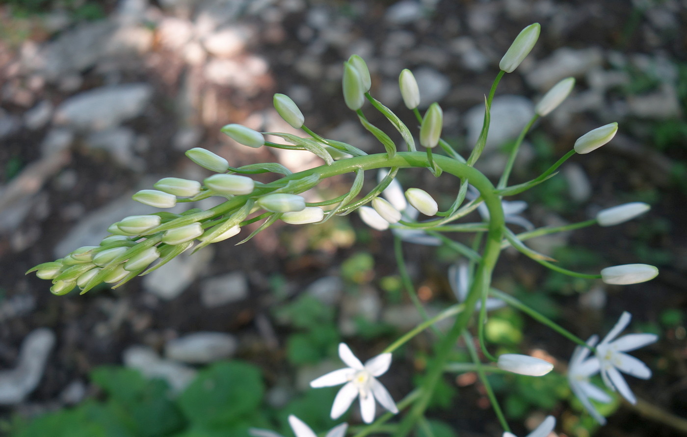 Image of Ornithogalum arcuatum specimen.