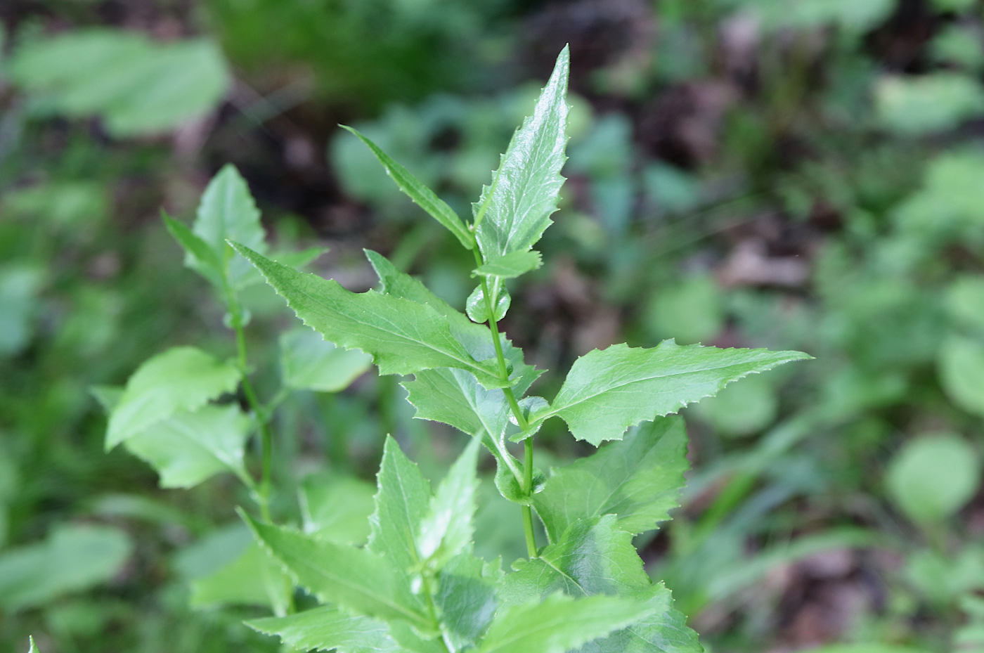 Изображение особи Caucasalia parviflora.