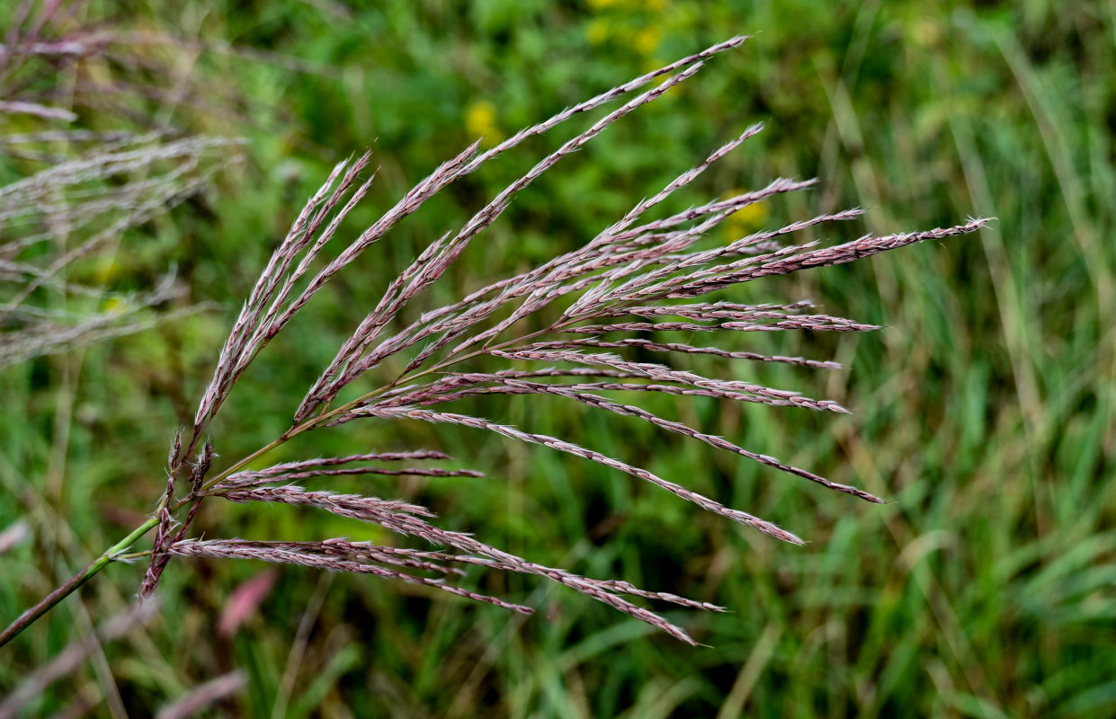 Изображение особи Miscanthus sinensis.