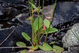 Rumex lapponicus. Нижние части побегов. Красноярский край, Таймырский Долгано-Ненецкий р-н, плато Путорана, водопад Брат, каменистый берег ручья. 24.07.2023.