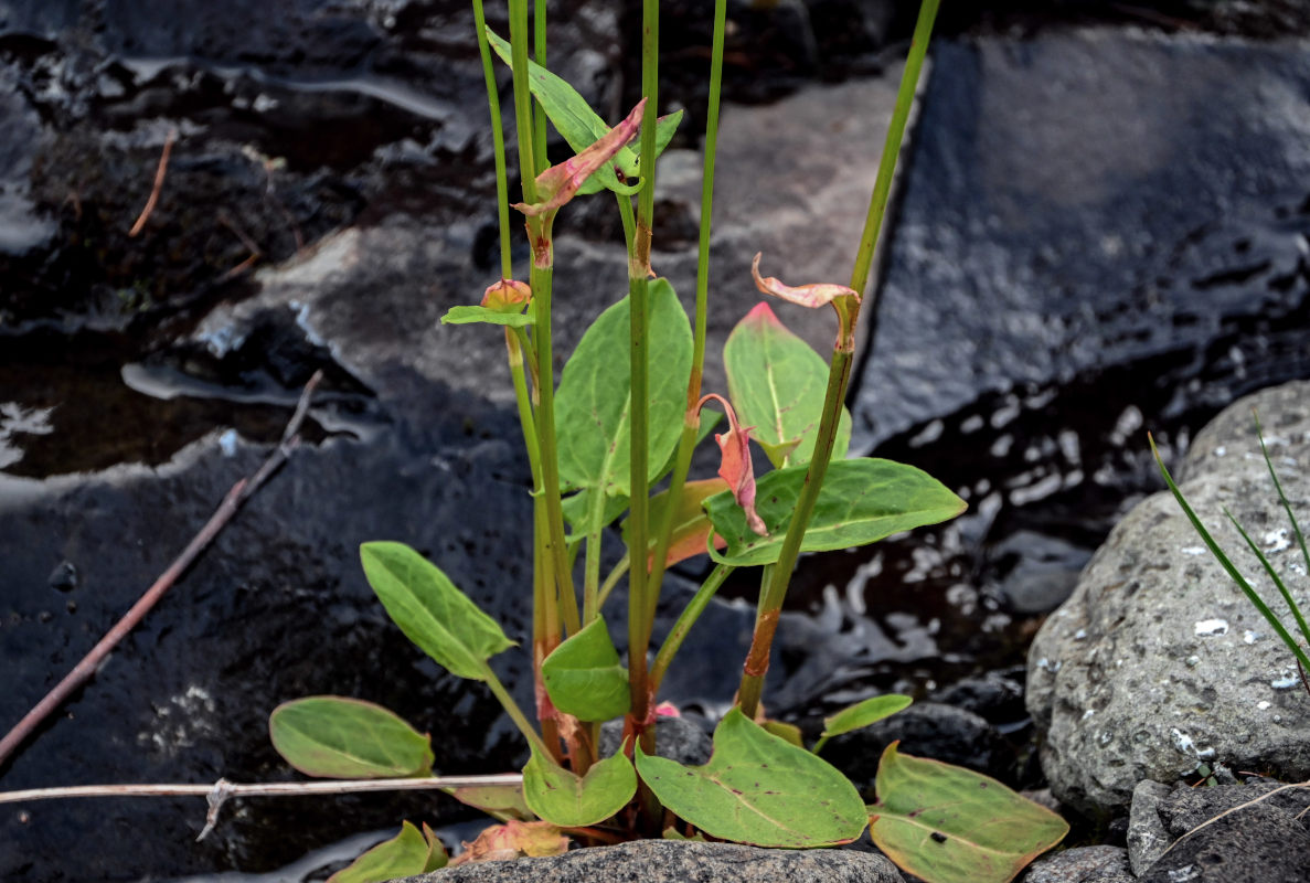 Изображение особи Rumex lapponicus.