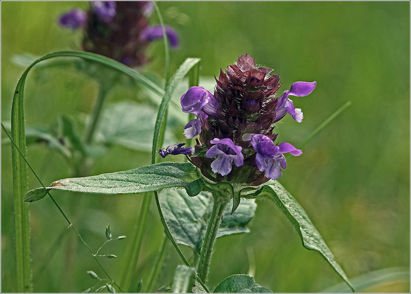 Image of Prunella vulgaris specimen.