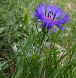 Centaurea fuscomarginata. Верхушка цветущего растения. Крым, городской округ Ялта, Ай-Петринская яйла, луговая степь. 26.05.2024.