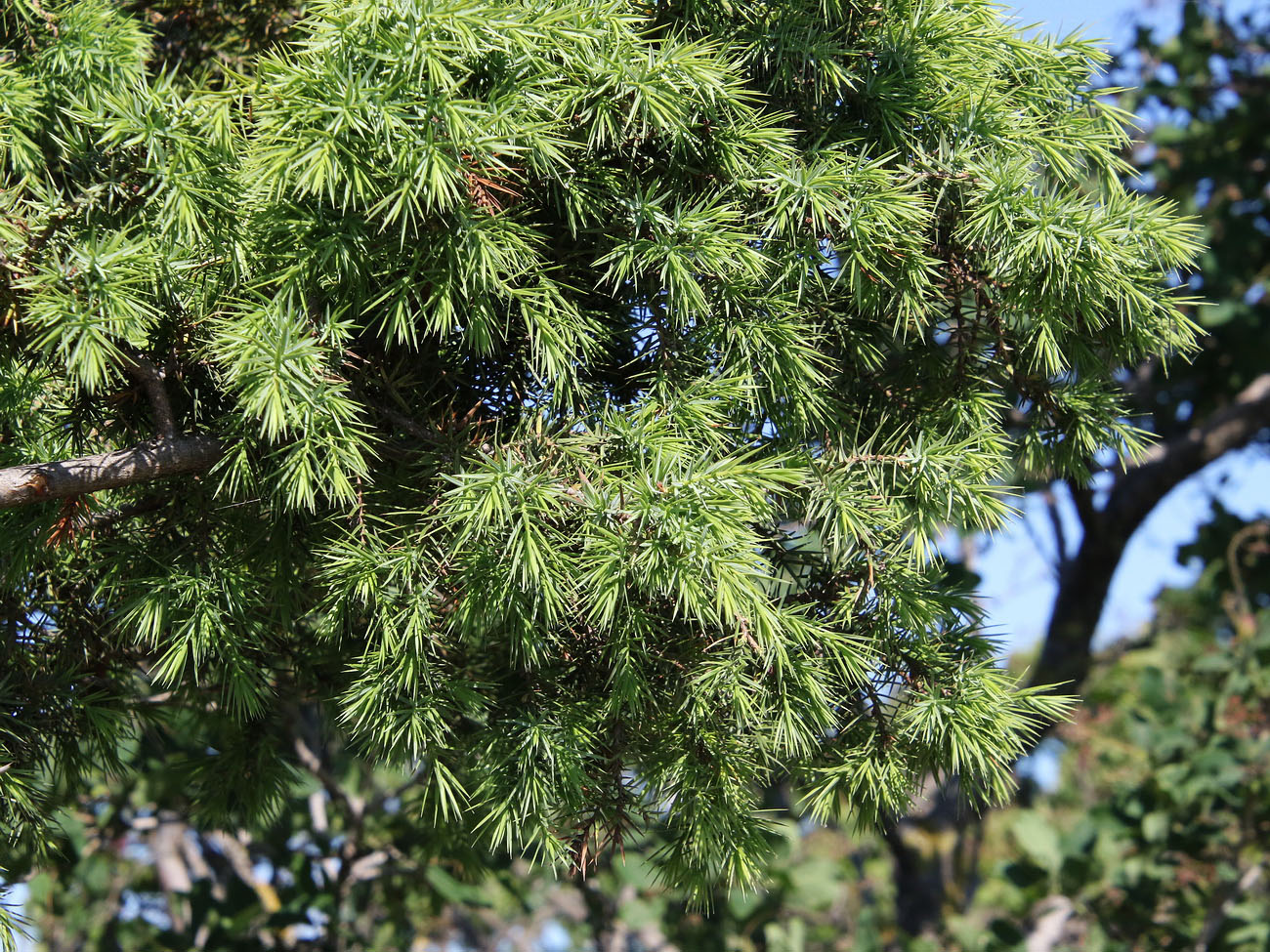 Изображение особи Juniperus deltoides.