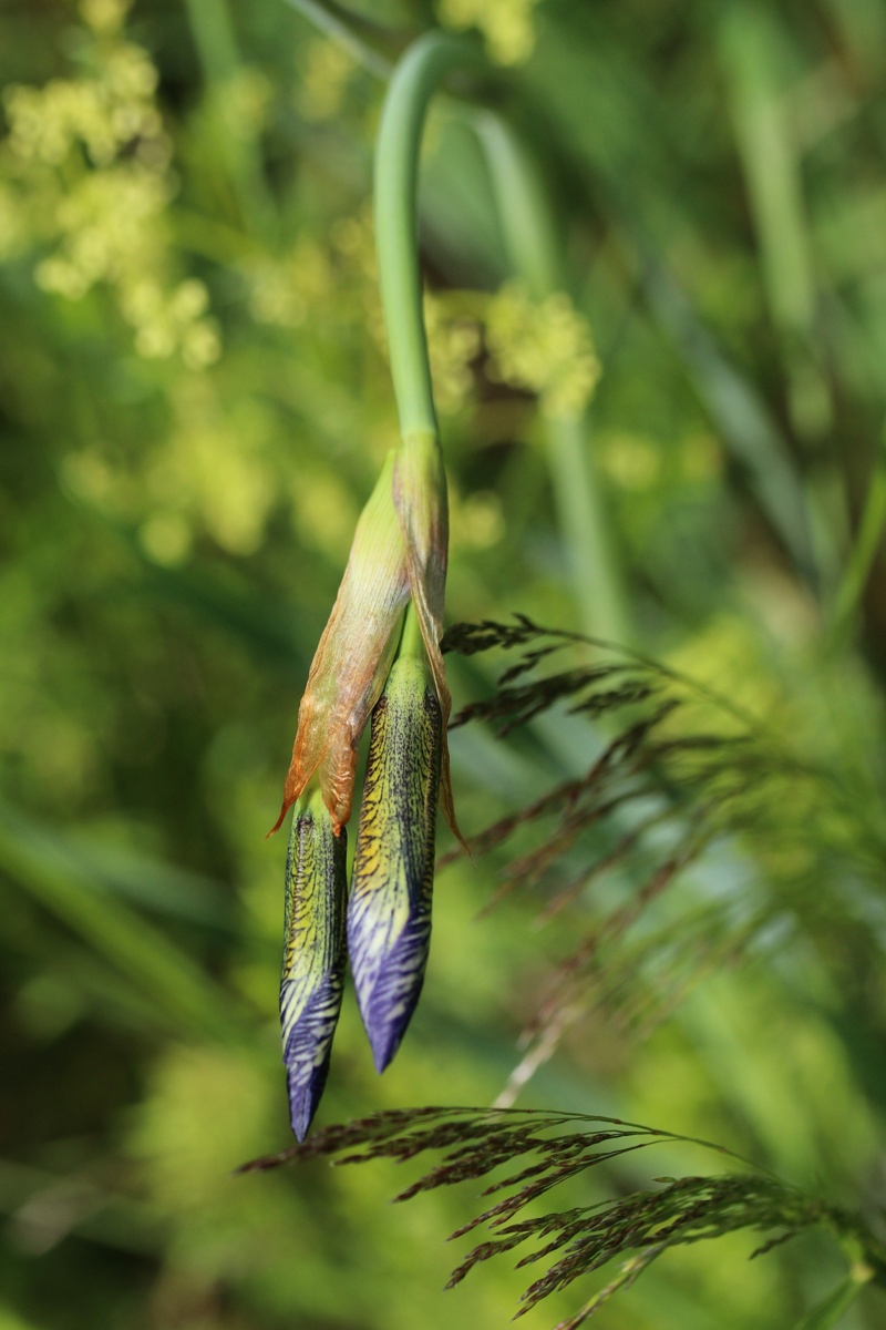 Image of Iris sibirica specimen.