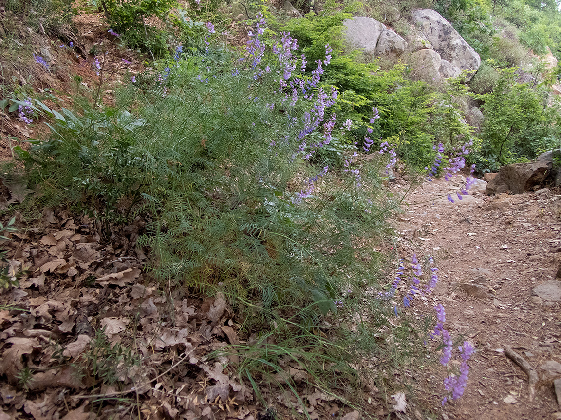 Image of Vicia elegans specimen.