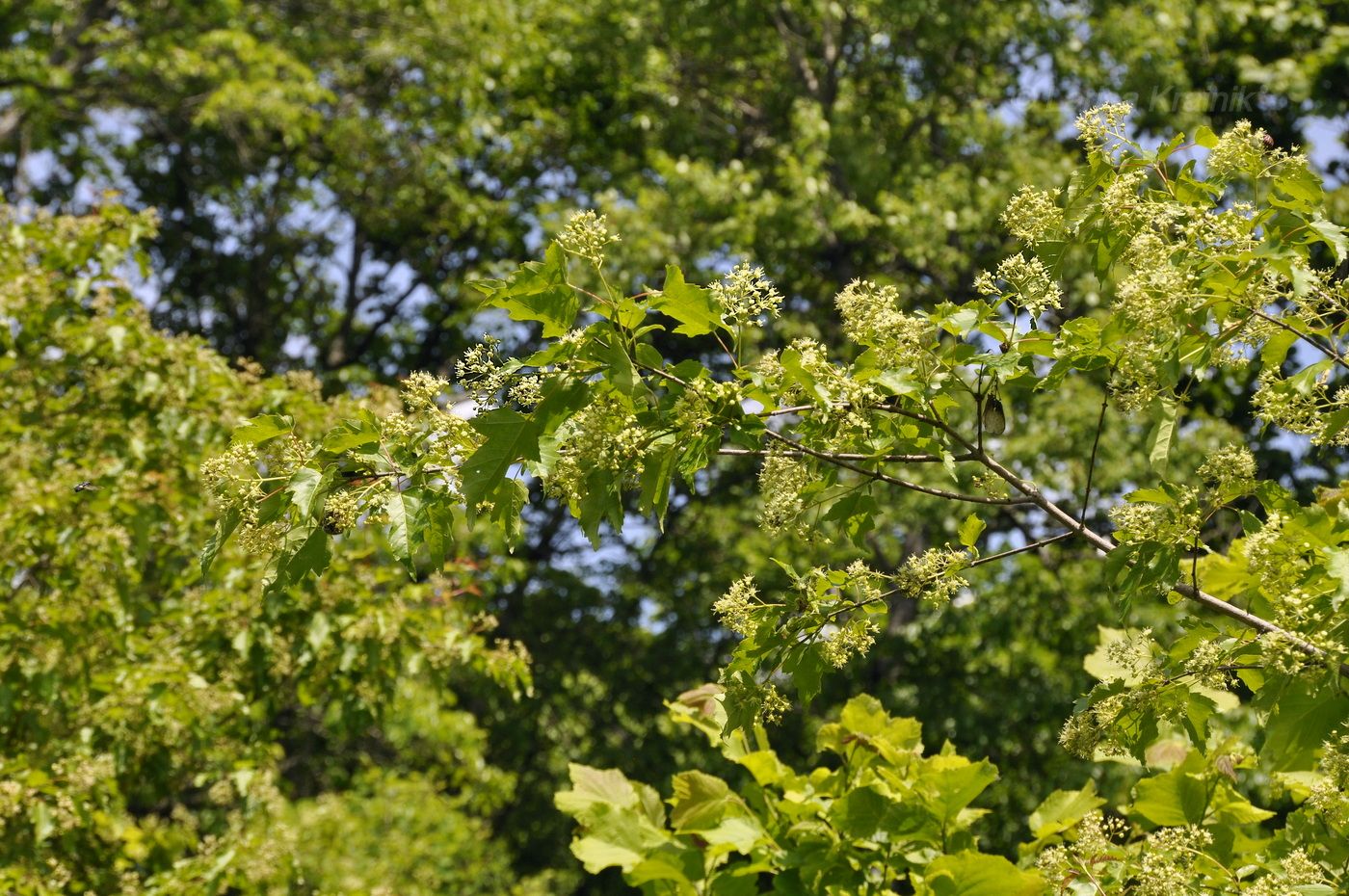 Image of Acer ginnala specimen.