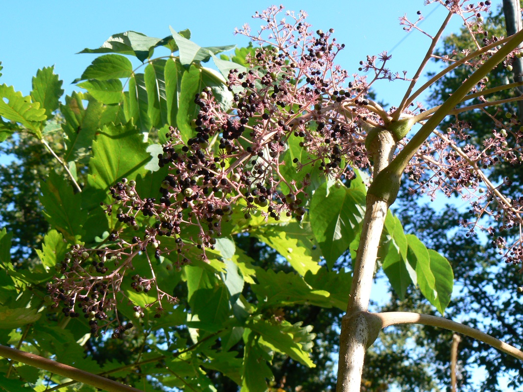 Image of Aralia elata specimen.