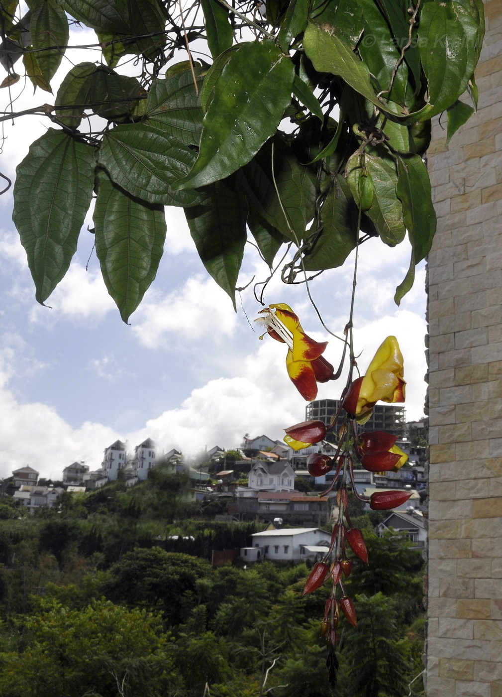 Image of Thunbergia mysorensis specimen.