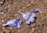 Jacaranda mimosifolia