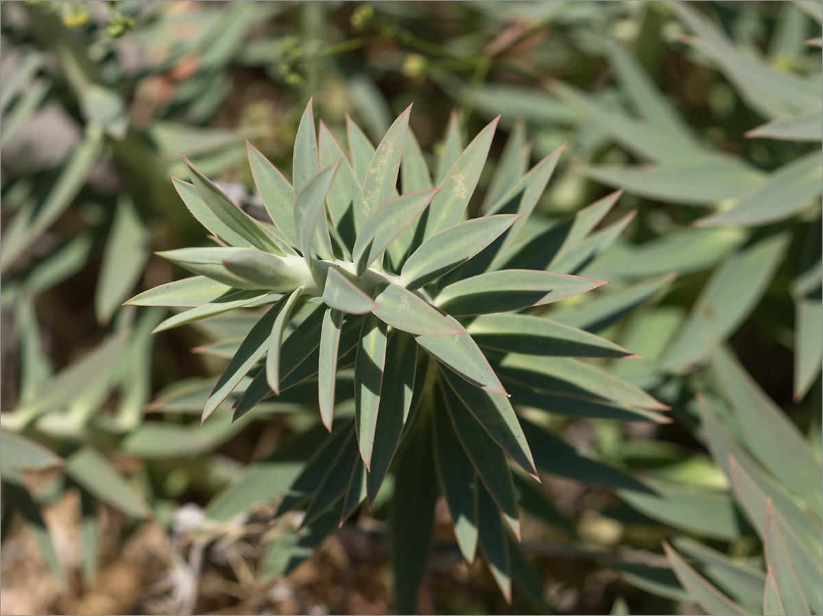 Изображение особи Euphorbia rigida.