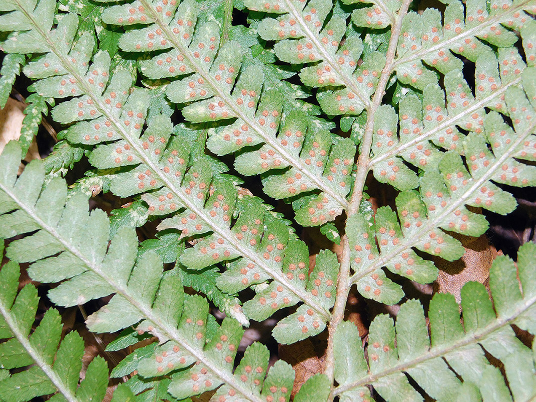 Image of Dryopteris filix-mas specimen.