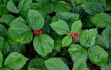 Rubus saxatilis. Верхушки плодоносящих растений. Вологодская обл., Сокольский р-н, Оларевская гряда, смешанный лес. 13.07.2024.