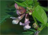 Vicia sepium