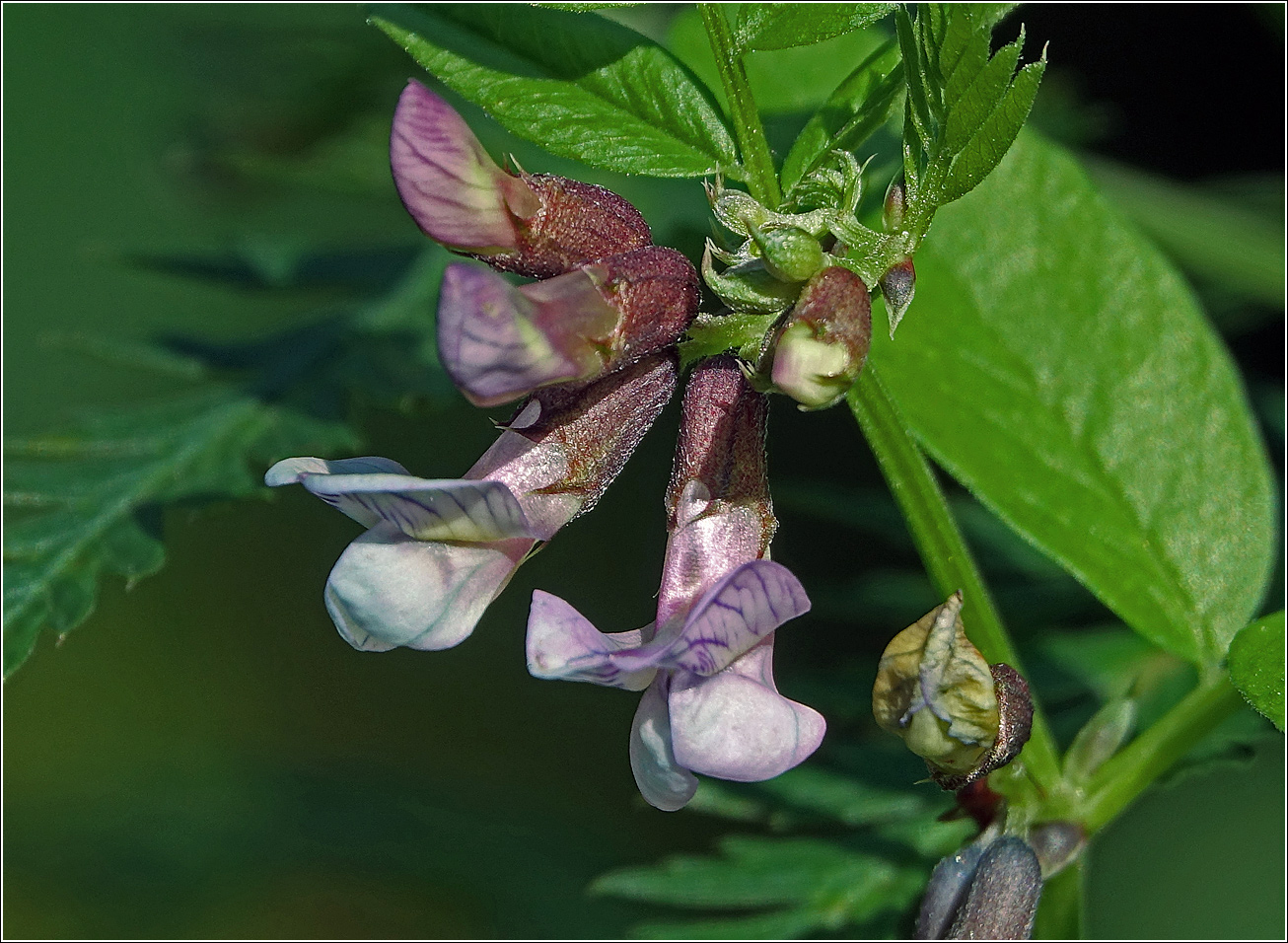 Image of Vicia sepium specimen.