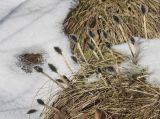 Eriophorum vaginatum. Молодые побеги с колосками будущих соцветий. Московская обл., Одинцовский ГО, Звенигородская БС МГУ, сфагново-пушицевое болото. 25.02.2025.